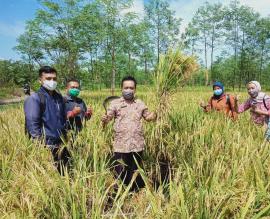 PANEN PADI ORGANIK KOPTAN SEDYO MAJU PRAGAK KALURAHAN SEMANU 